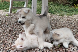 Rudi, Pika, Bolt, Smaili